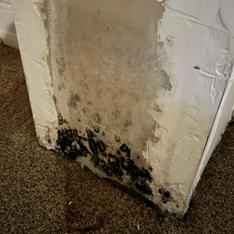 Professional Mold Removal in Siler City, NC